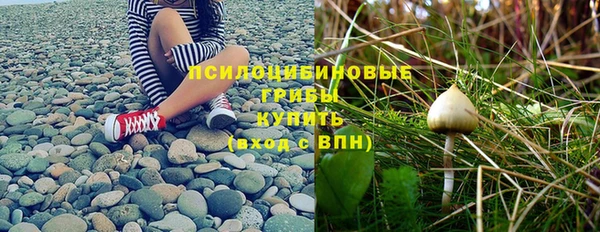 сатива Арсеньев